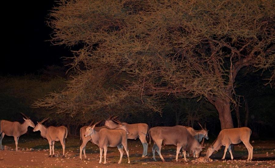 Emanya@Etosha Villa Namutoni Exterior photo
